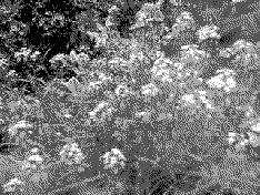 Dithered photo example 2